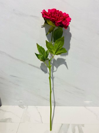 IMG_4633 (3)
