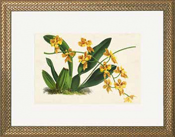 Постер в раме G&C the classical collection  RS3785PPCR/166G #2 700x500