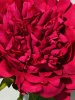 IMG_4634 (4)