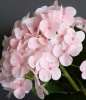 31463_A0015-PINK_2