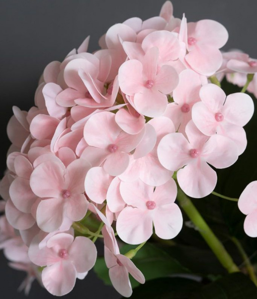 31463_A0015-PINK_2