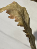 IMG_8247 (3) (1)