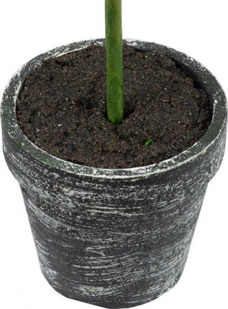 26939_29574-BLAC_2