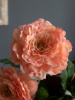 31342_A0008-CORA_3