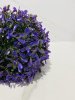 IMG_4456 (4)