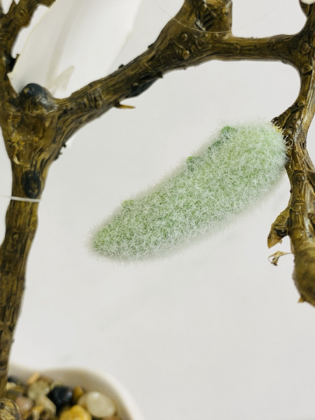 IMG_4314 (1)