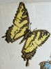 IMG_9194 (3)