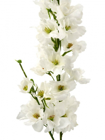 31536_A0027-WHIT_2