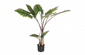 Растение декоративное BIZZOTTO DIEFFENBACHIA 0172561 1340h