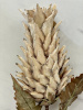 ZFF251129_8