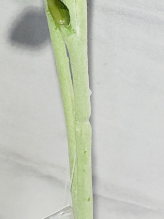 IMG_9886 (3)