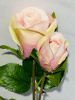 IMG_4062 (2)