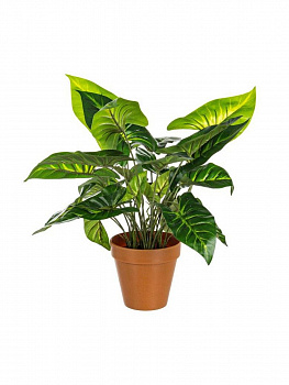 Растение декоративное BIZZOTTO CALADIO GREEN 0172394 450h