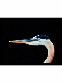 Постер в раме G&C art studio  2861F 700x500