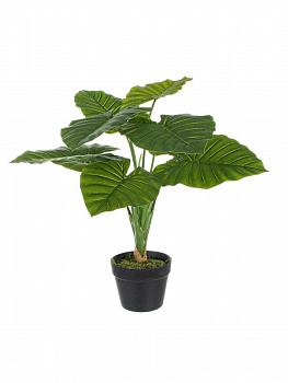 Растение декоративное BIZZOTTO DIEFFENBACHIA 0172390 600x600x6000h