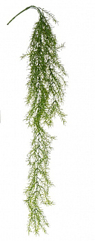 Растение декоративное BIZZOTTO SEMPREVERDE FALLING BRANCH 016 0171042 1030h
