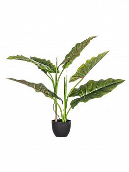Растение декоративное BIZZOTTO DIEFFENBACHIA 0172562 780h
