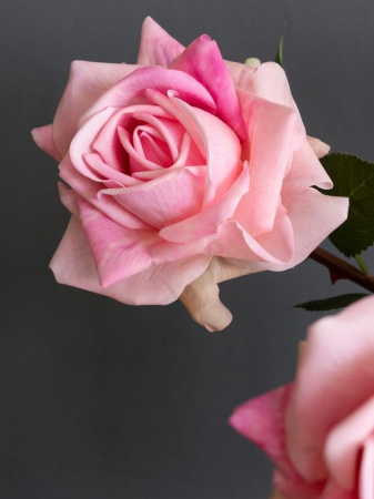 8308_A0005-PINK_2