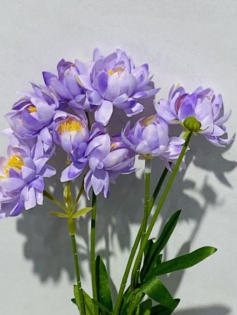 IMG_4013 (4)
