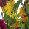 16929_ec301742ed9062b7225f4430ea4530ab