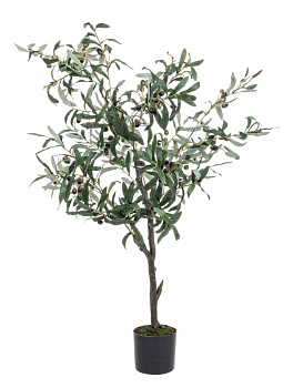 Растение декоративное BIZZOTTO OLIVE 0172613 1200h