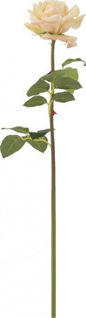 18257_A0005-CAPK_1