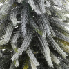 21713_2350be783e553da1e1f27a0ec4bbec88